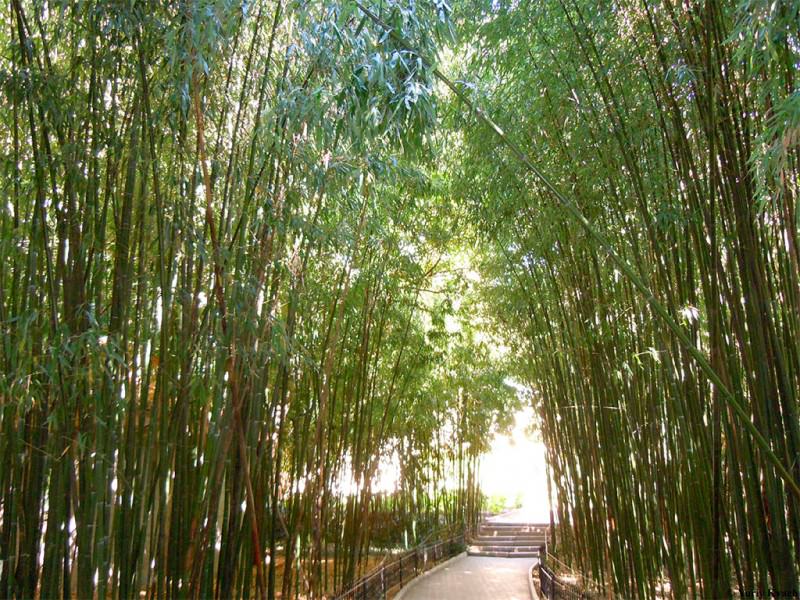 bamboo_lg