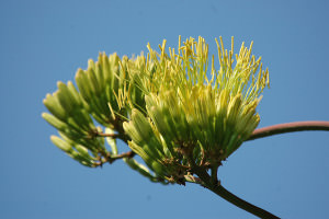 DSC_0457 - агава цветёт