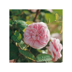 Светло-розовая, с серебристым реверсом, очень крупная, роза "Жозефина Богарне"в скором времени украсит новый розарий Никитского ботанического сада