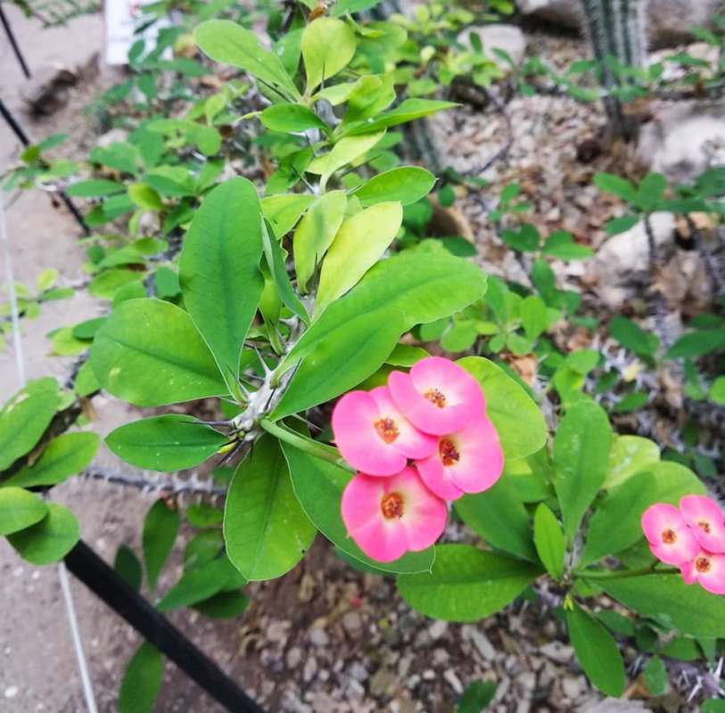 цветение суккулентов (Eriosyce, Euphorbia) и эпифитов -2