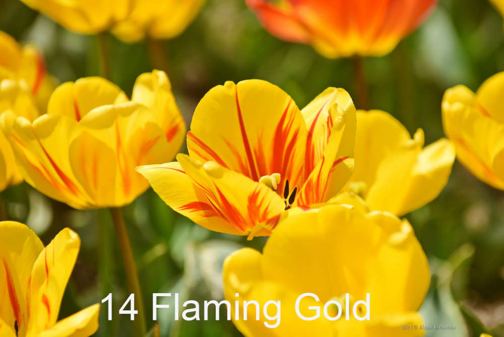 14 Flaming Gold