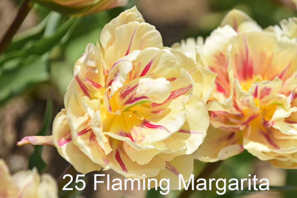 25 Flaming Margarita