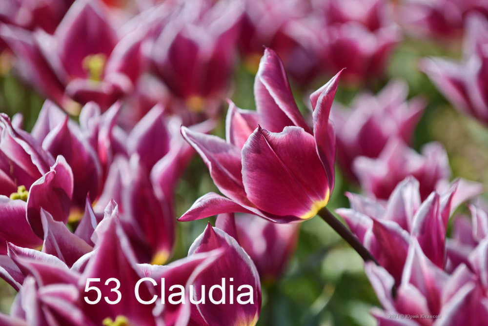 53 Claudia