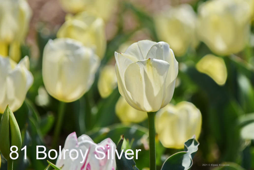 81 Bolroy Silver