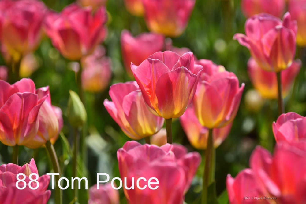 88 Tom Pouce