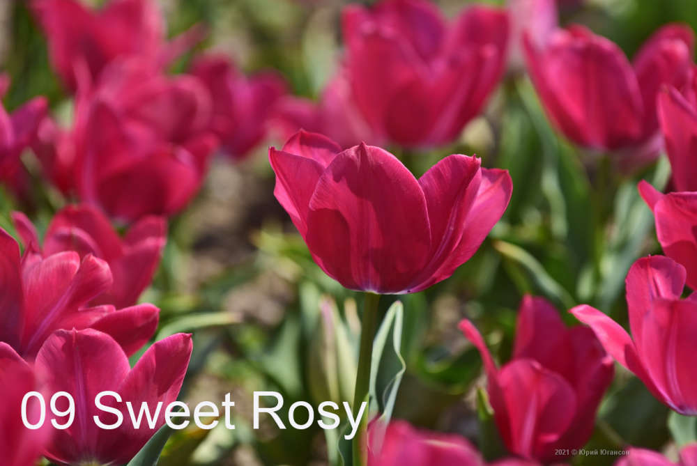 9 Sweet Rosy
