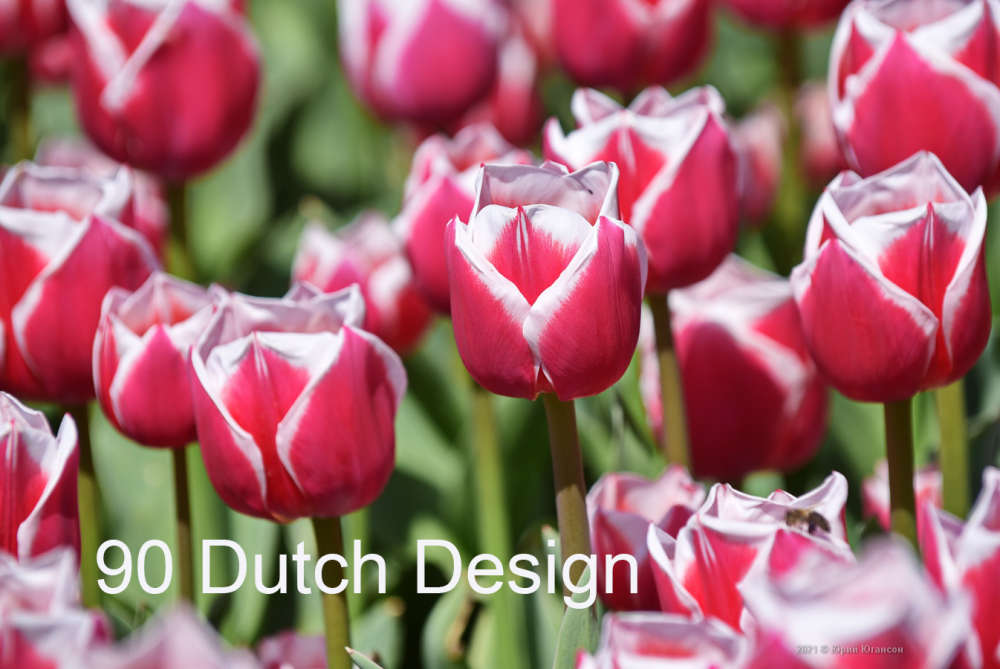 90 Dutch Design