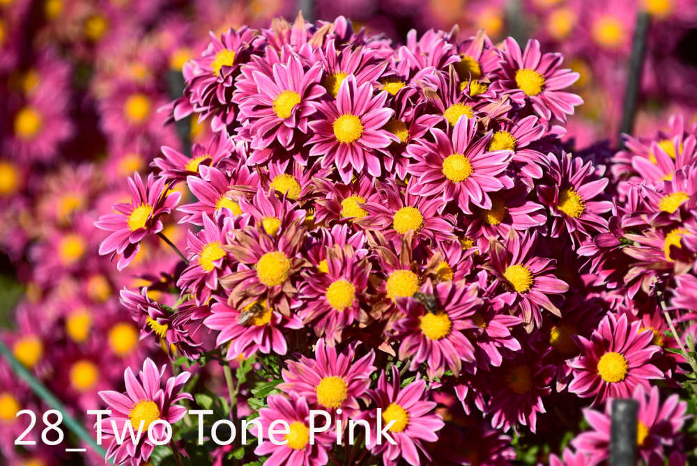 YUG_9339_Two Tone Pink