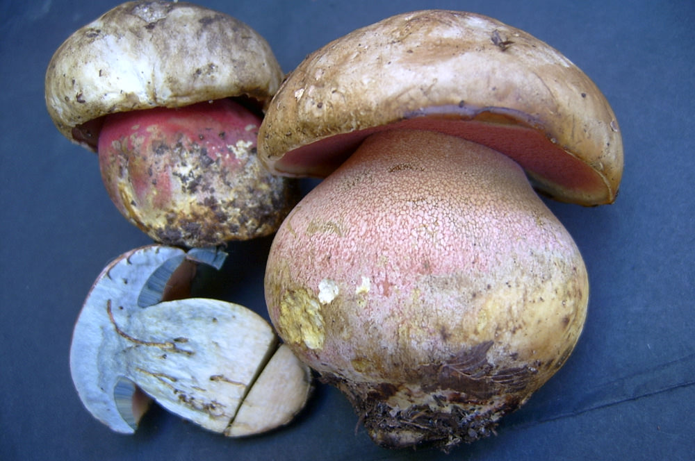 Сатанинский гриб (фото Саркиной И.С.)