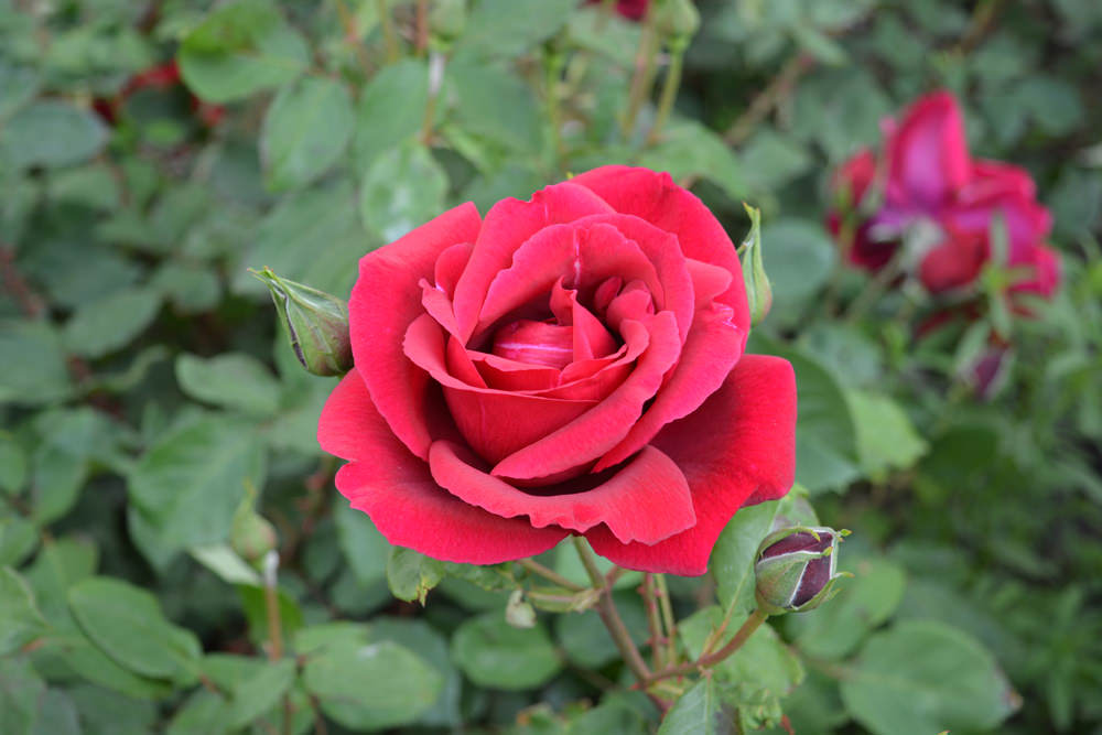 Селекция роз. Розы Советской селекции. Селекция роз Никитского ботанического сада. Розы бел восточная