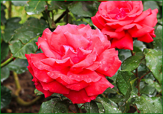 1-Роза садовая чайно-гибридна Duftwolke