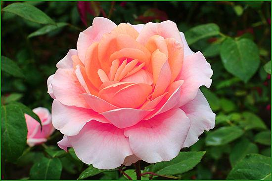 Роза садовая Глория Дэи (Queen Elizabeth)