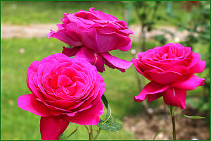 Роза садовая чайно-гибридная Big Purple