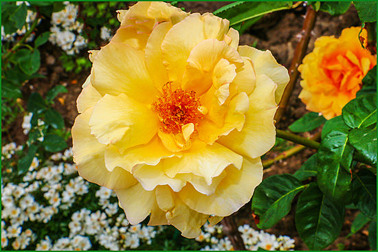 Роза садовая чайно-гибридная Fred Howard