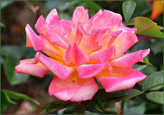 Роза садовая чайно-гибридная Mexicana