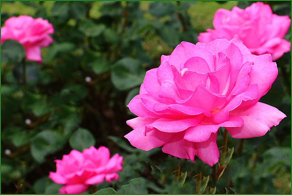 . Роза садовая чайно-гибридная Portait-2