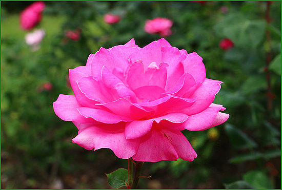 . Роза садовая чайно-гибридная Portait