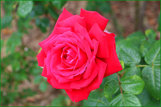 Роза садовая чайно-гибридная Прекрасная Таврида