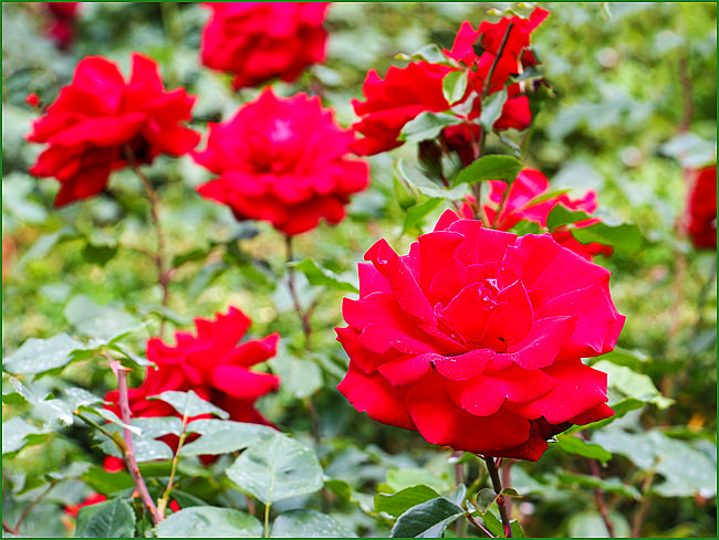 Роза садовая чайно-гибридная Red Queen