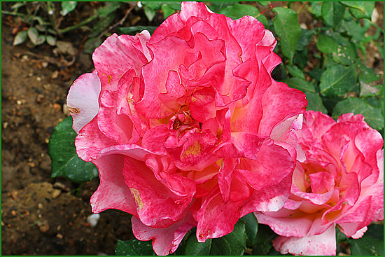 Роза садовая чайно-гибридная Taifun