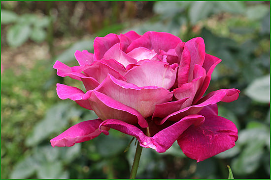 . Роза садовая чайногибрибная Kronenebourg