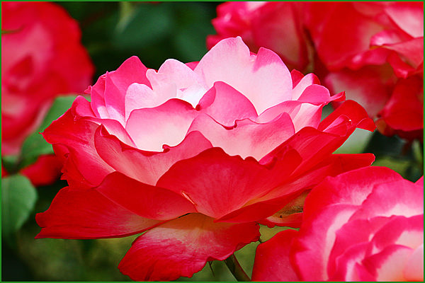 Роза садовая флорибунда Jubile du Prince de Monaco