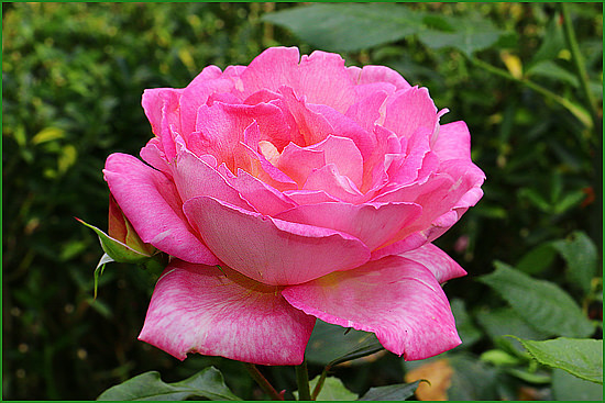 Роза садовая грандифлора Гурзуф-2