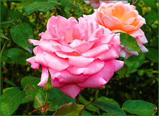 Роза садовая грандифлора Гурзуф