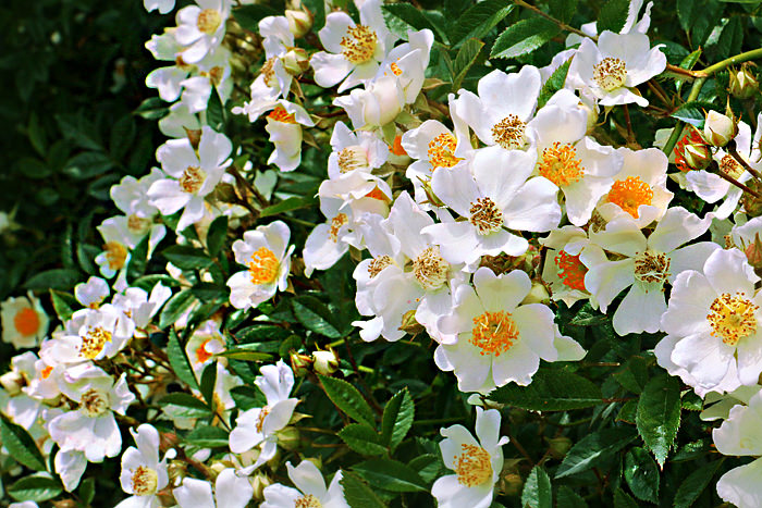 Роза садовая почвопокровная Nozomi-2