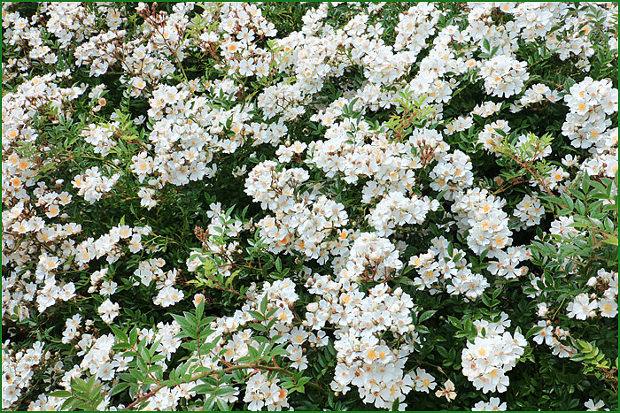 Роза садовая почвопокровная Nozomi