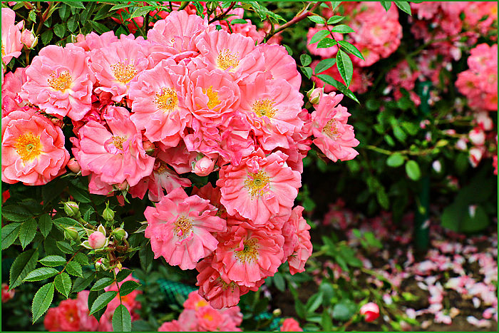 Роза садовая почвопокрвная Patte de Velours