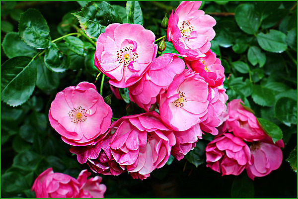 Роза садовая полуплетистая Angelica-2