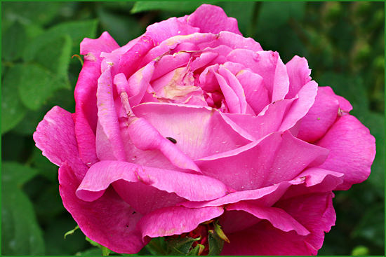 Роза садовая ремонтантная Ulrich Brunner