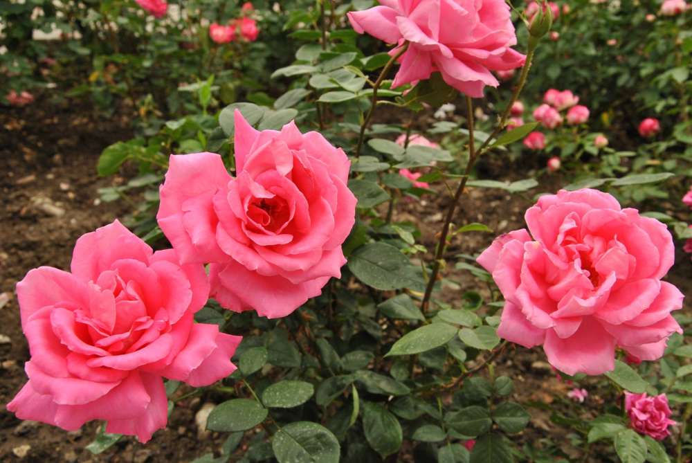 розы Никитского сада (2)