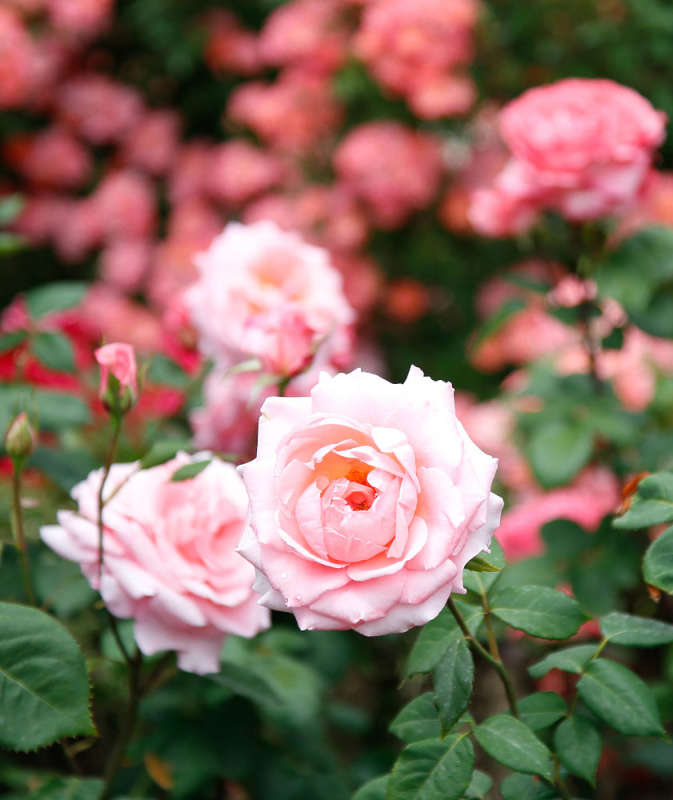 розы Никитского сада (3)