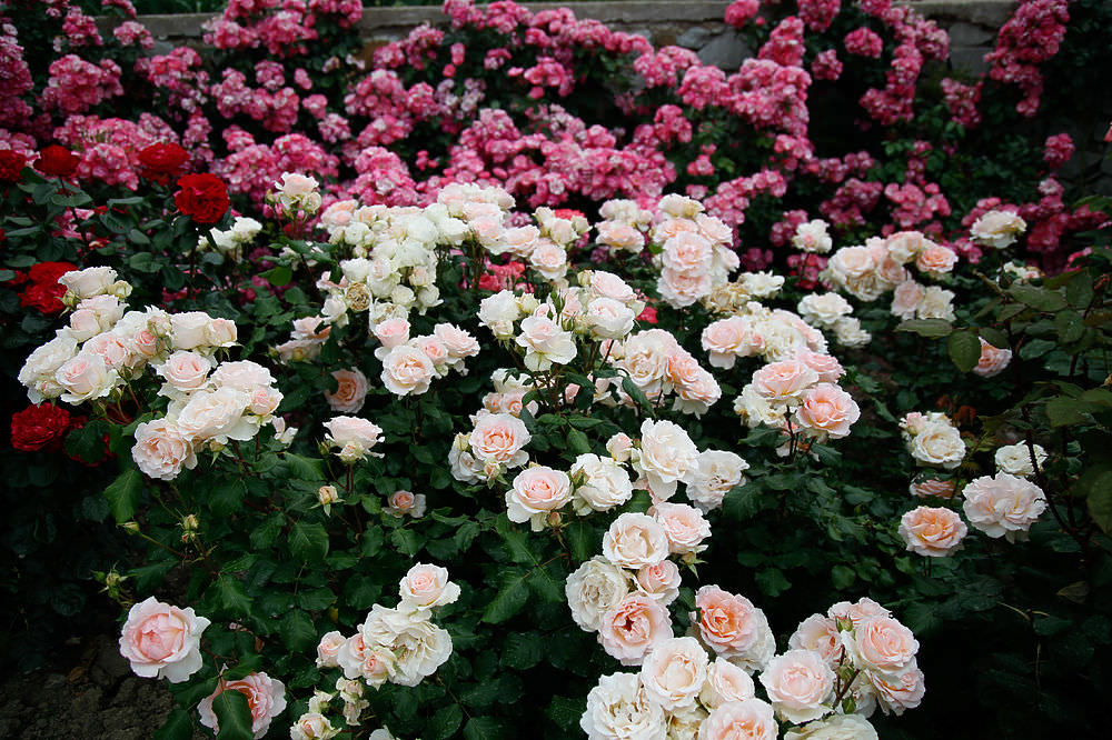розы Никитского сада (4)