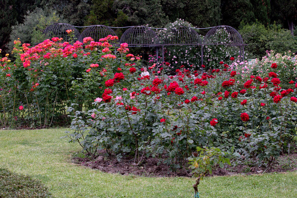 розы Никитского сада (5)