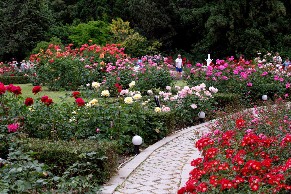 розы Никитского сада (6)