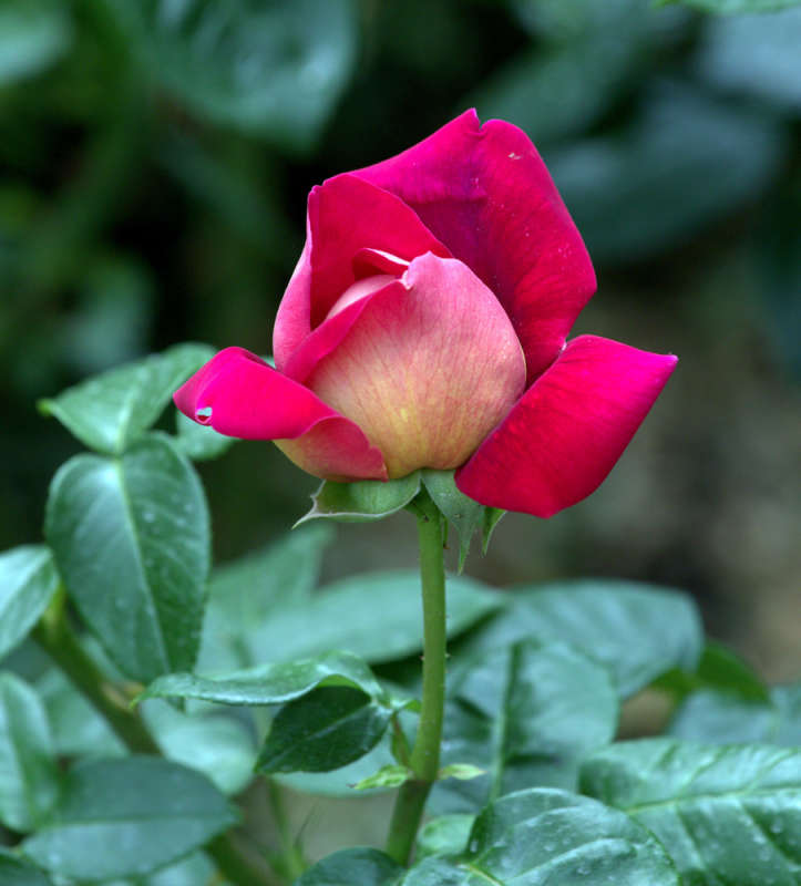 розы Никитского сада (7)