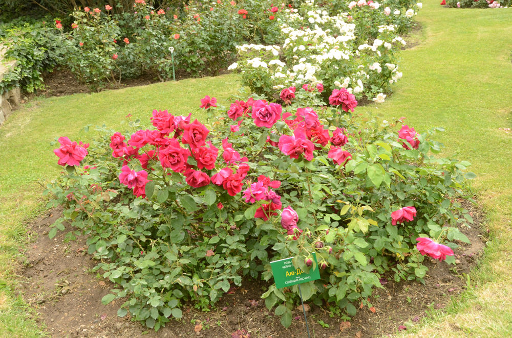 розы Никитского сада (8)