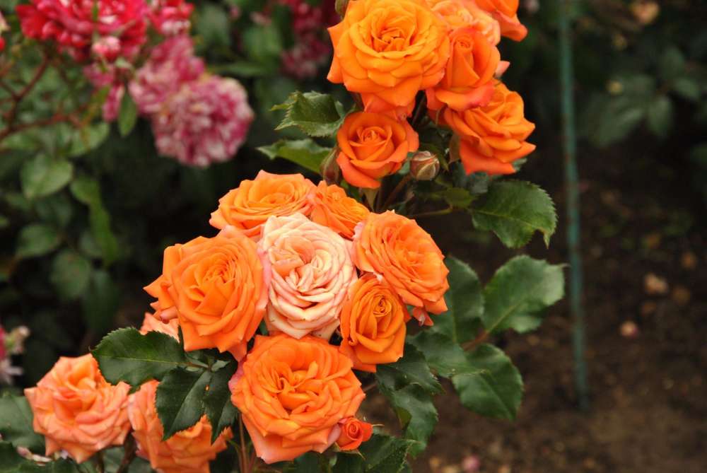 розы Никитского сада