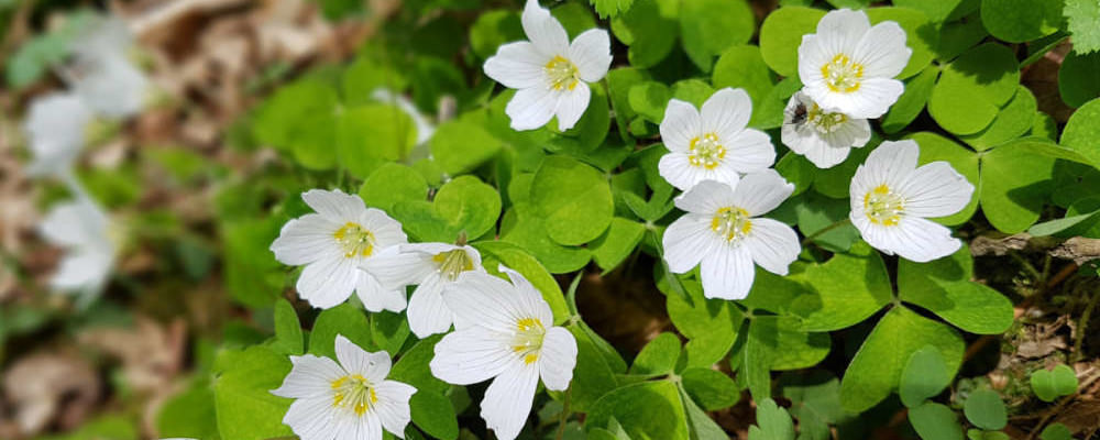 Woody clover, oxalis, acetosella