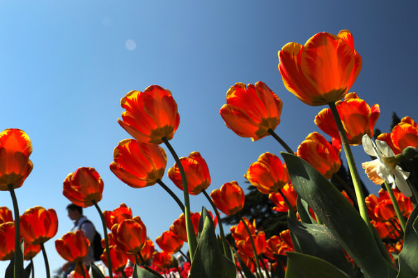 CRIMEA, RUSSIA - APRIL 13, 2018: Tulips seen during the opening of the Parade of Tulips displaying about 80,000 flowers of over 250 tulip types at the Nikitsky Botanical Garden in the city of Yalta. Sergei Malgavko/TASS

Ðîññèÿ. ßëòà. 13 àïðåëÿ 2018. Âî âðåìÿ îòêðûòèÿ "Ïàðàäà òþëüïàíîâ" â Íèêèòñêîì áîòàíè÷åñêîì ñàäó. Íà âûñòàâêå ïðåäñòàâëåíû 80 000 öâåòîâ èç áîëåå 250 ñîðòîâ òþëüïàíîâ. Ñåðãåé Ìàëüãàâêî/ÒÀÑÑ