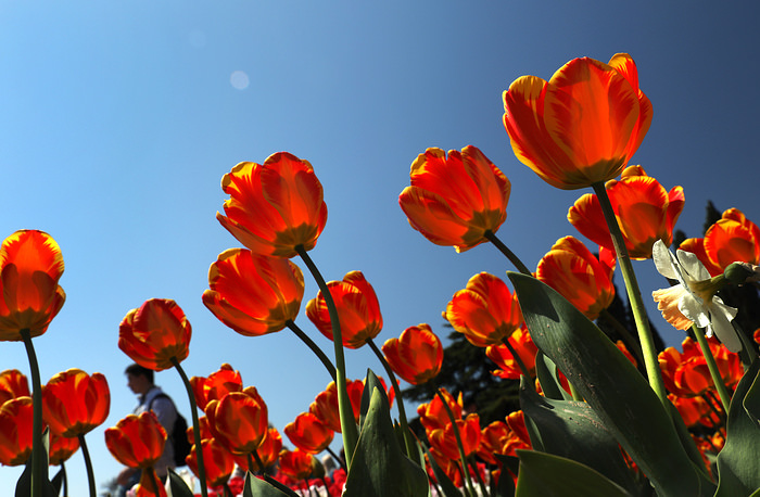 CRIMEA, RUSSIA - APRIL 13, 2018: Tulips seen during the opening of the Parade of Tulips displaying about 80,000 flowers of over 250 tulip types at the Nikitsky Botanical Garden in the city of Yalta. Sergei Malgavko/TASS

Ðîññèÿ. ßëòà. 13 àïðåëÿ 2018. Âî âðåìÿ îòêðûòèÿ "Ïàðàäà òþëüïàíîâ" â Íèêèòñêîì áîòàíè÷åñêîì ñàäó. Íà âûñòàâêå ïðåäñòàâëåíû 80 000 öâåòîâ èç áîëåå 250 ñîðòîâ òþëüïàíîâ. Ñåðãåé Ìàëüãàâêî/ÒÀÑÑ