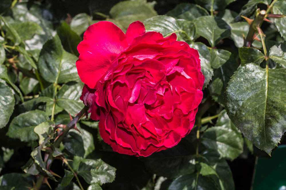 Садовый гид розы. Розы в Никитском Ботаническом саду фото.