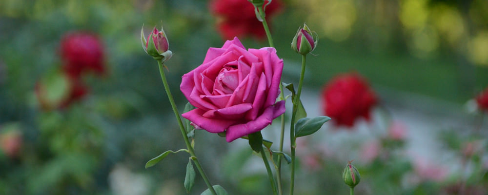 ТОП-10 лучших красных роз для дачи и сада