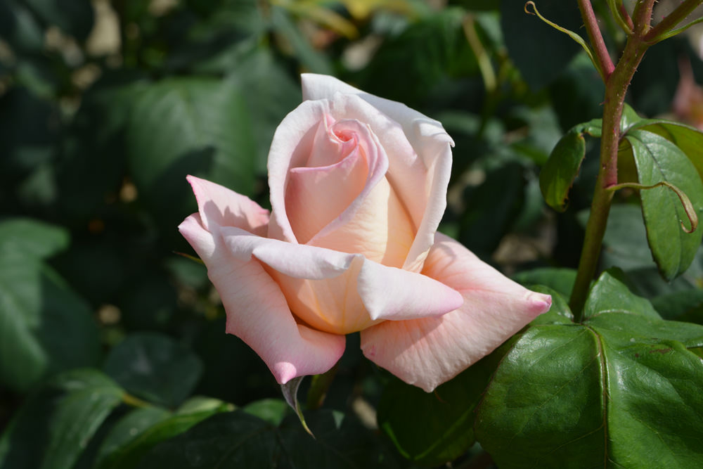 Садовый гид розы
