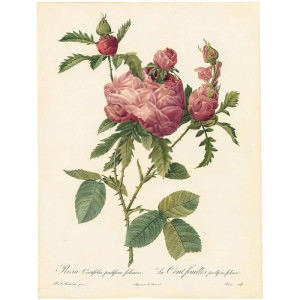 Рисунки роз Пьера-Жозефа Редуте (1759-1840), художника и ботаника, королевского живописца и литографа, мастера ботанической иллюстрации