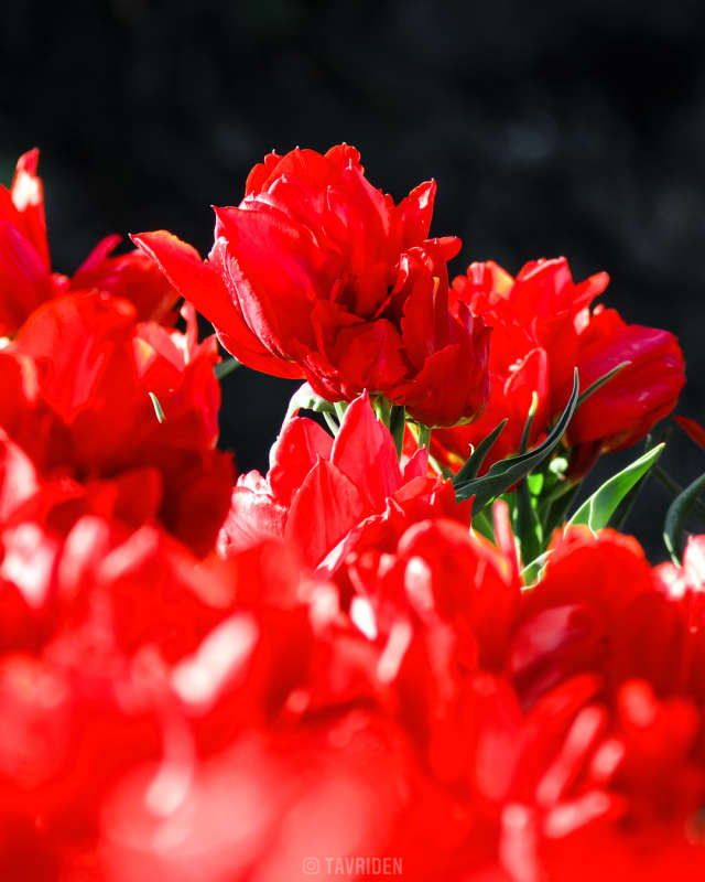 tulips-04