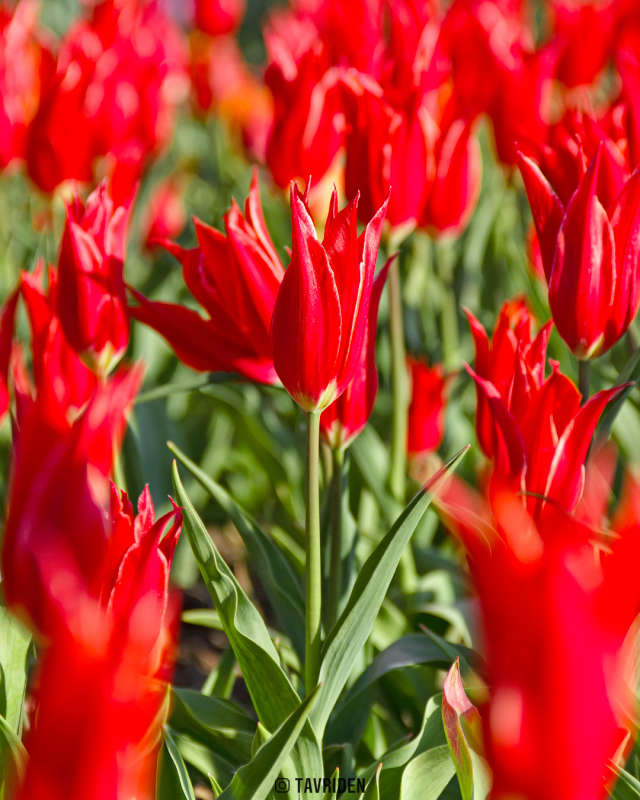 tulips-05